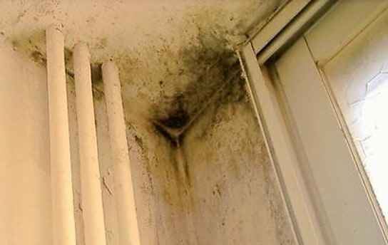 בקטריה ועובש - איתור נזילות מים